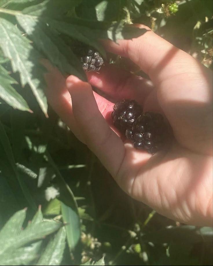 Sun-Kissed Berry Bountiful Assortment